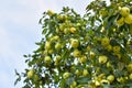 A lot of yellow and green apples grow on a large branch, copy space Royalty Free Stock Photo