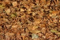 A beautiful trail of autumn Royalty Free Stock Photo