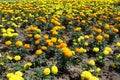 A lot of yellow and orange flower heads of Tagetes erecta Royalty Free Stock Photo