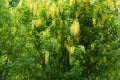 A lot of yellow racemes of Laburnum anagyroides