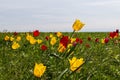 A lot of yellow and red wild tulips sunny windy day in the steppe. Royalty Free Stock Photo