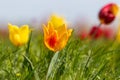 A lot of yellow and red wild tulips sunny windy day in the steppe Royalty Free Stock Photo