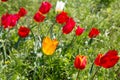 A lot of yellow and red wild tulips sunny windy day in the steppe Royalty Free Stock Photo