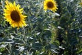 A lot of yellow sunflowers growing in a field Royalty Free Stock Photo