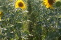 A lot of yellow sunflowers growing in a field Royalty Free Stock Photo