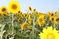 A lot of yellow sunflowers growing in a field Royalty Free Stock Photo
