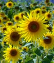 A lot of yellow sunflowers growing in a field Royalty Free Stock Photo