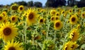 A lot of yellow sunflowers growing in a field Royalty Free Stock Photo