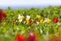 A lot of yellow, white and red wild tulips sunny windy day in the steppe Royalty Free Stock Photo