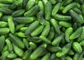 A lot of young cucumbers as background