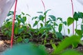 A lot of young plants of bell pepper planted in greenhouse. Vegetables bed with sprouts with green leaves Royalty Free Stock Photo