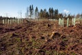 A lot of young trees in the forest with blue sky in the spring, concept reforestation