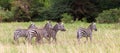 A lot of zebras run over the grasland of Kenya Royalty Free Stock Photo