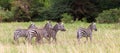 A lot of zebras run over the grasland of Kenya