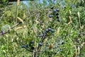 Lotebush, Lote-bush Condalia Ziziphus obtusifolia or also Warnock`s Snakewood, or Mexican Crucillo. Texas Desert Flora