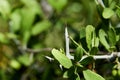 Lotebush, Lote-bush Condalia Ziziphus obtusifolia or also Warnock`s Snakewood, or Mexican Crucillo. Texas Desert Flora