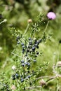 Lotebush, Lote-bush Condalia Ziziphus obtusifolia or also Warnock`s Snakewood, or Mexican Crucillo. Texas Desert Flora