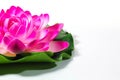 Loto flower Royalty Free Stock Photo
