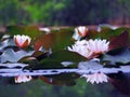 Lotos flower at the lake