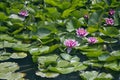 Lotos flowers on water