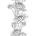 Vector Vertical Seamless Pattern With Outline Lotus Or Water Lily Flower, Bud And Seed Pod In Black On The White Background.