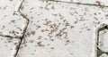 Lots of ants on the ground, hundreds of ants on the concrete sidewalk, ant infestation problem simple abstract concept. Nobody