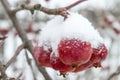 Lots of apples on the branches of a tree covered with snow.