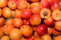 Lots of apricots. Fruit with a stone divided into 2 parts on the background of juicy apricots Royalty Free Stock Photo