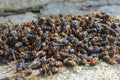 lots of asian hornets found dead Royalty Free Stock Photo