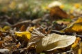 Lots of autumn leaves in the ground