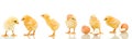 Lots of baby chicken Royalty Free Stock Photo