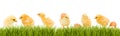 Lots of baby chicken and fresh green grass Royalty Free Stock Photo