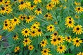 Lots of beautiful blackeyed Susan on the flower bed. Royalty Free Stock Photo