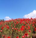 Lots of blooming red poppies Royalty Free Stock Photo