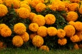 Lots of beautiful flowers in the garden. They are often called Mexican, Aztec or African marigold & x28;Tagetes erecta Royalty Free Stock Photo