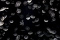 Lots of Beautiful Jellyfish Swimming Freely