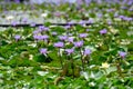 Purple water lilies - nympheae, lots of flowering beautiful blooms on pond