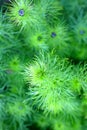 A closeup of  lovely blue love in the mist buds. Royalty Free Stock Photo