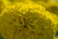 Yellow flowers marigolds