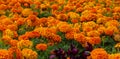 Lots of beautiful orange marigolds flowers in the garden. Mexican, Aztec or African marigold Tagetes erecta