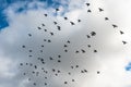 Lots of beautiful pigeons birds flying in the cloudy sky background. Big flock of doves.