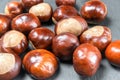 Lots of beautiful ripe shiny brown chestnut kernels on gray stone board close up. Selective focus. Background for your design