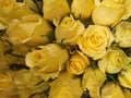 Lots of beautiful roses wallpapers. and looks bright instead of meaning love Royalty Free Stock Photo