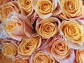 Lots of beautiful roses wallpapers. and looks bright instead of meaning love Royalty Free Stock Photo