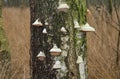 Beeswax Bracket fungi on dead Birch tree Royalty Free Stock Photo