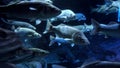 Lots of big fishes swimming past the camera in cold dark ocean water. Abstract underwater background or backdrop