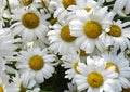 Lots of big ox-eye daisies, yellow eyes and white petals