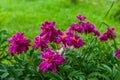 Lots of big pink blossom peony flowers on big shrub in green garden background, sunny weather