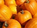 Lots of Big Pumpkins Royalty Free Stock Photo