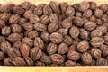 Lots of big wild walnuts in wooden box Royalty Free Stock Photo